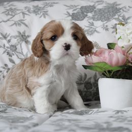 Boy 4 - male Cavalier King Charles Spaniel puppy in Mt. Ulla, North Carolina from Divine Cavaliers