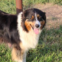 Minerva - Australian Shepherd