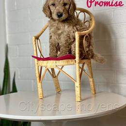 Poodle Puppies from Cityscape Moyen Poodles