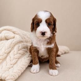 Kayce - Red  male Goldendoodle puppy in Floyd, Virginia from Hearts and Paws Poodles and Doodles