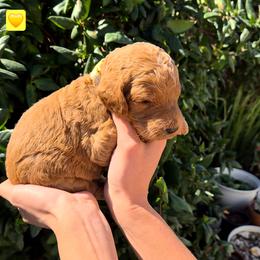 Yellow Collar - Red  male Poodle puppy in El Paso, Texas from Paws Of Beauty