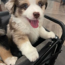Boy 2 - Red merle Miniature Australian Shepherd puppy in Travis County, Texas from Double D's Doggie Domaine