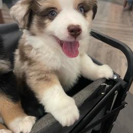 Boy 2 - Red merle Miniature Australian Shepherd puppy in Travis County, Texas from Double D's Doggie Domaine