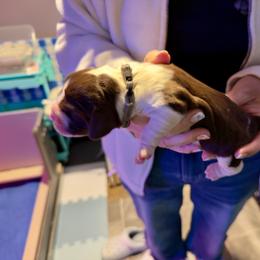 Grey - Liver and white male English Springer Spaniel puppy in St. Louis, Missouri from Three Doves