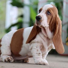 Tuna - Mahogany and white female Basset Hound puppy in Pollock, Missouri from Northstar