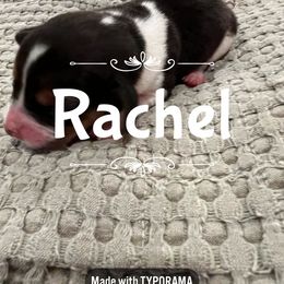 Beagle Puppies from Double X Beagles
