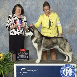 Jenny - Siberian Husky
