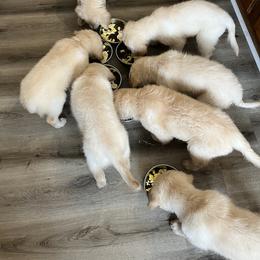 Golden Retriever Puppies from Mia Ragazza Golden Retrievers