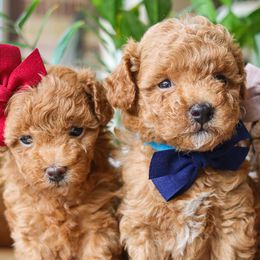 Cavapoos, Goldendoodles, and Poodles from Red Ranch Dogs