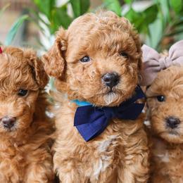 Cavapoos, Goldendoodles, and Poodles from Red Ranch Dogs