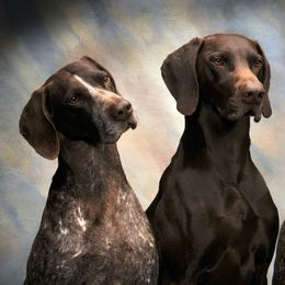 German Shorthaired Pointer All Grown Up from Claddagh Kennels