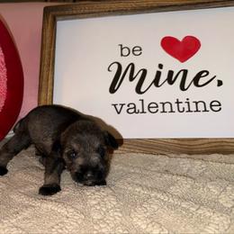Boy 2 - Salt and pepper male Miniature Schnauzer puppy in Watauga, Texas from Sissy’s Schnauzers