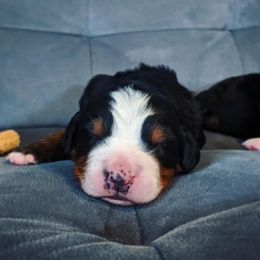 Petrichor - Bernese Mountain Dog puppy in Hotchkiss, Colorado from Grand Mesa Mountain Dogs