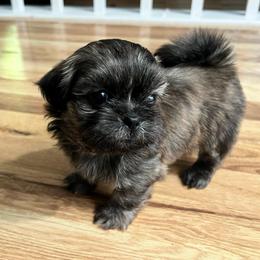Boy 3 - Brindle male Shih Tzu puppy in Silver Spring, Maryland from Saraya’s Shih Tzus