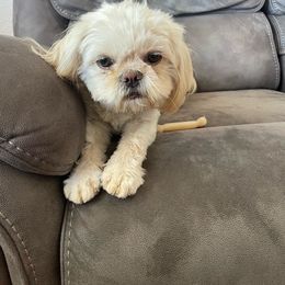 Nala - Shih Tzu