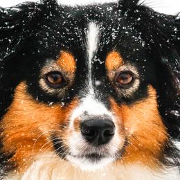 Tulip - Miniature American Shepherd