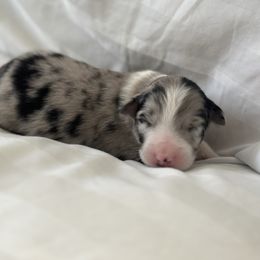 Australian Shepherd Puppies from William Vey