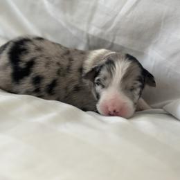 Australian Shepherd Puppies from William Vey