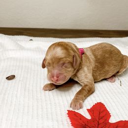 Goldendoodle Puppies from Doodle Paws Az