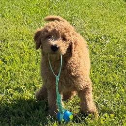 Gouda (Transport Available ) - Gold male Bordoodle puppy in Canfield, Ohio from Poo's Doo's & Inu's