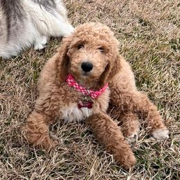 Goldendoodles from Heavenly H Doodles