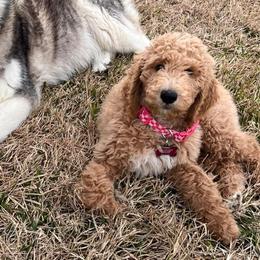 Goldendoodles from Heavenly H Doodles