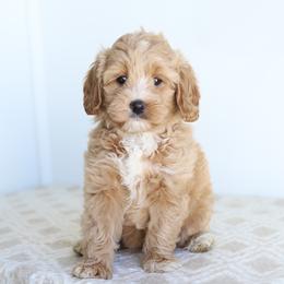 Purple - Apricot female Australian Labradoodle puppy in Williamstown, New York from Lewis Manor Labradoodles