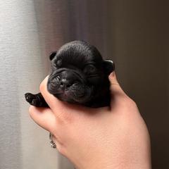 Nitro - Black male French Bulldog puppy in Coatesville, Pennsylvania from The Chipper Frenchie