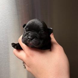 Nitro - Black male French Bulldog puppy in Coatesville, Pennsylvania from The Chipper Frenchie