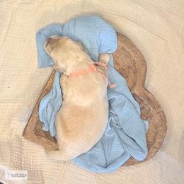 Scrabble (coral) - Golden female Golden Retriever puppy in Argyle, Texas from Skarlotte Goldens, LLC