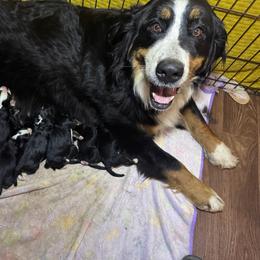Bernese Mountain Dog puppies from Happy Tails Family Farm