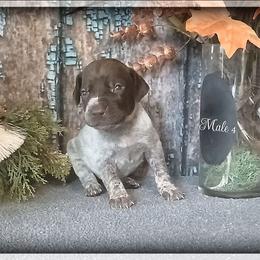 Boy 4 - Liver roan male German Shorthaired Pointer puppy in Laporte, Minnesota from Northern Odyssey Gun Dogs