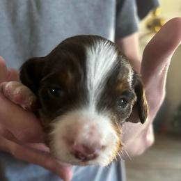 Hopper - Piebald male Dachshund puppy in Dorchester, Texas from Texas Mini Dachs