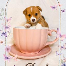 American Corgi and Pembroke Welsh Corgi Puppies from London Bridge Corgis