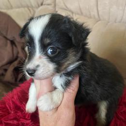 Little Black tri - Black tri female Toy Australian Shepherd puppy in Springfield, Missouri from Donnie's Miniature & Toy Australian Shepherds
