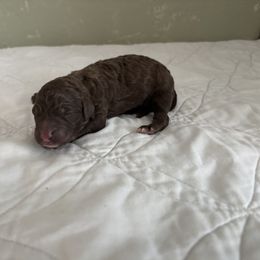 Poodle Puppies from Genesis Kinnibrugh