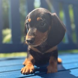 Ralphie - Black and tan male Dachshund puppy in Coopersburg, Pennsylvania from Barks and Burrows