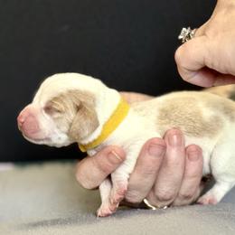 Yellow Collar - Red and white male Beagle puppy in Las Vegas, Nevada from Hound Kings