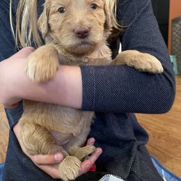 Goldendoodle Puppies from Fluff Puff Doodles