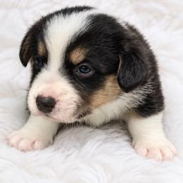 Wyatt - Black and white male Cardigan Welsh Corgi puppy in Kerens, West Virginia from Leather & Lace