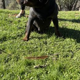 Dominque - Rottweiler