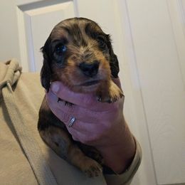 Truble - Dapple female Dachshund puppy in El Paso, Texas from Mells Weenies