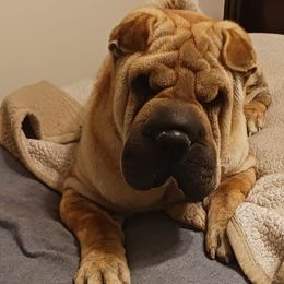 Chinese Shar-Pei from Sweet Peis