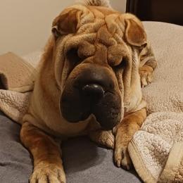 Chinese Shar-Pei from Sweet Peis