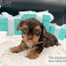 Vivienne - female Yorkshire Terrier puppy in Scottsdale, Arizona from Lil Luxe Pups