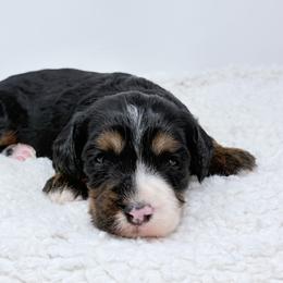Cocoa - Tri-color female Bernedoodle puppy in Fleming, Colorado from Vandenbark Doodles