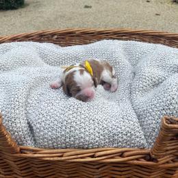 Yoshi - Blenheim male Cavalier King Charles Spaniel puppy in Shingle Springs, California from California Spaniels