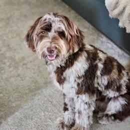 Tymber - Goldendoodle