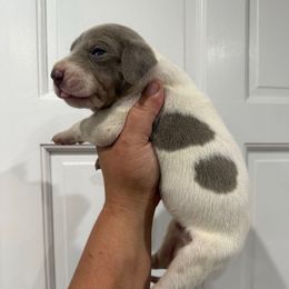 Rhaynera - Silver female Great Dane puppy in Florida from Beachside Kennels