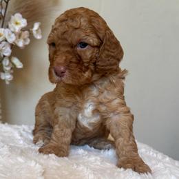 Toffee - Apricot female Goldendoodle puppy in Caldwell, Idaho from Leila Pearson